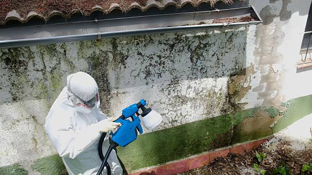 Trusted Basement Mold Remediation service in Alva, FL - Cheap Mold Removal